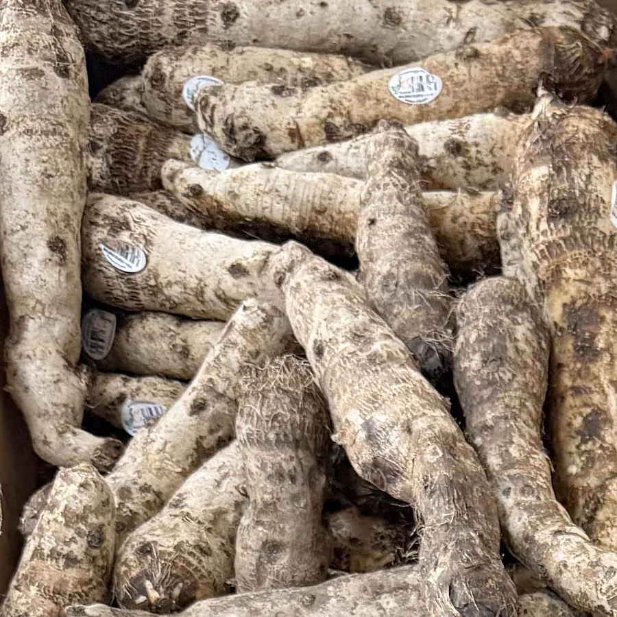 Malanga blanca — fresh produce, photographed at the market